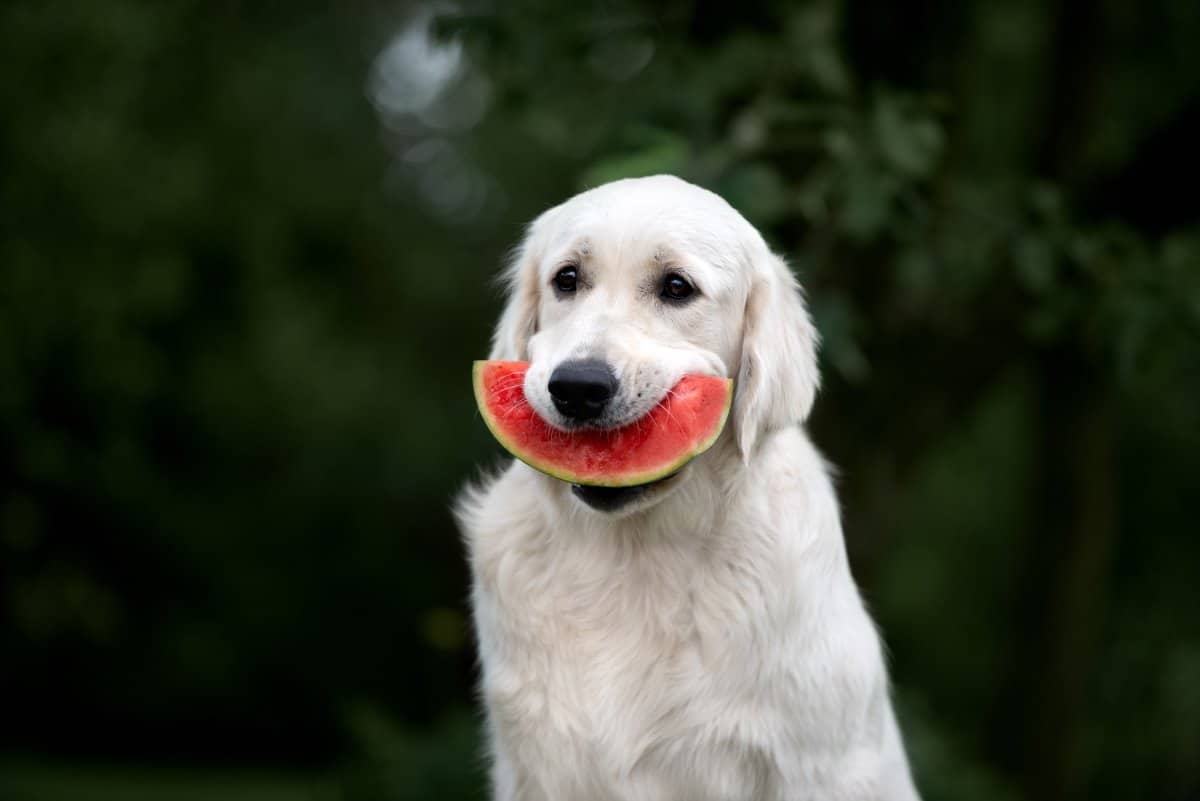 Can Dogs Eat Watermelon: The Health Benefits, Precautions and Simple Tips