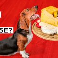 Can Dogs Eat Cheese