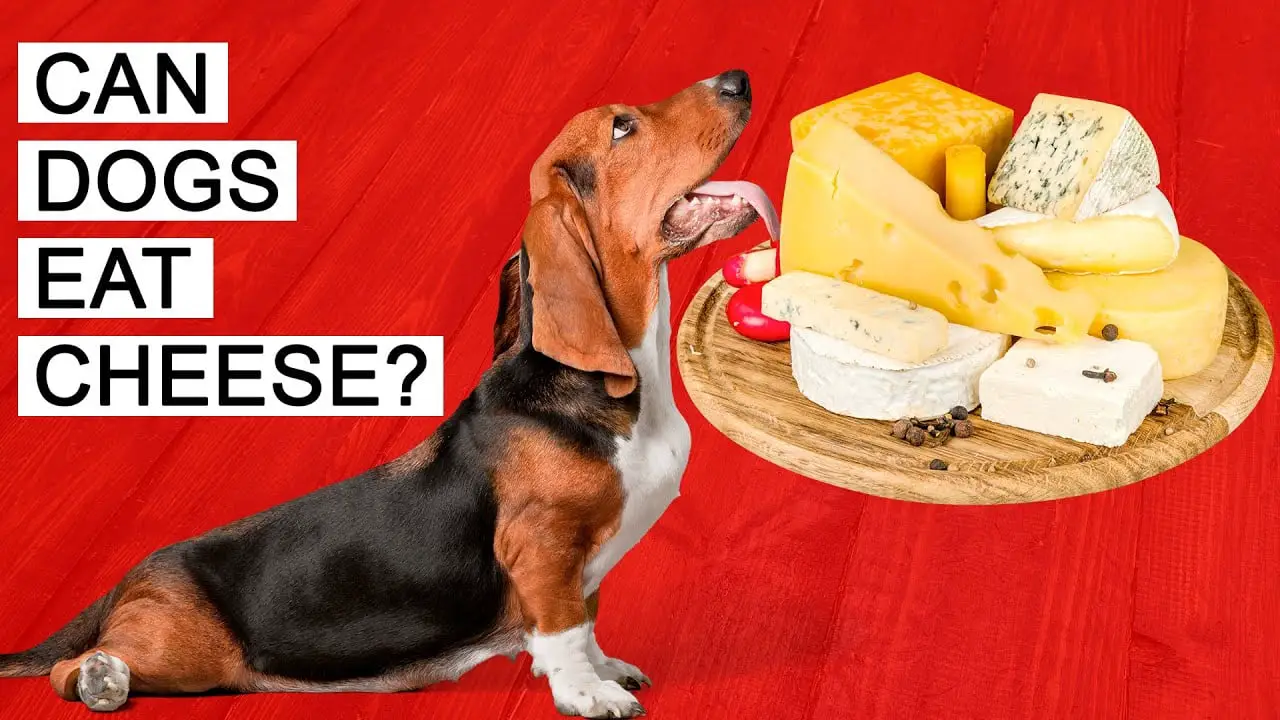 Can Dogs Eat Cheese and is it healthy?