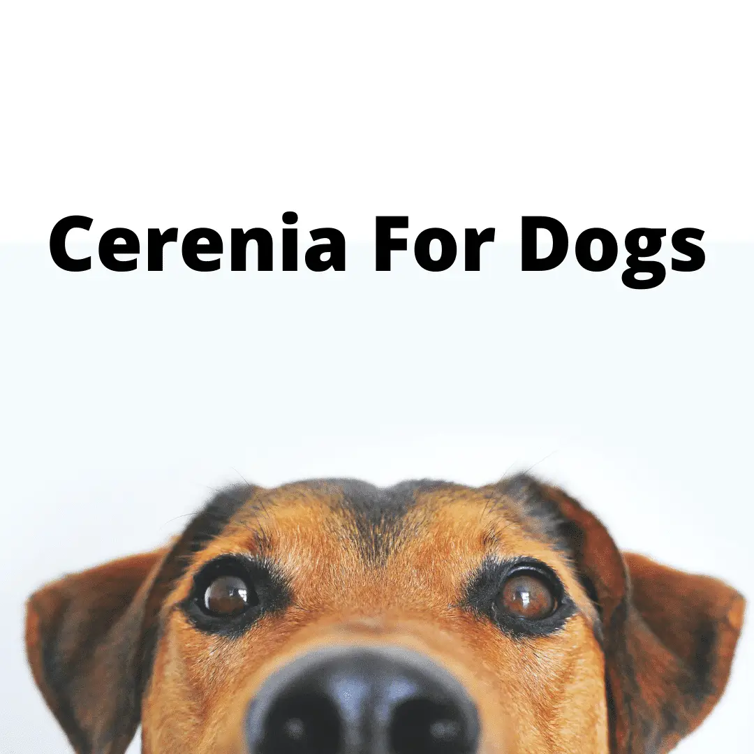Cerenia For Dogs