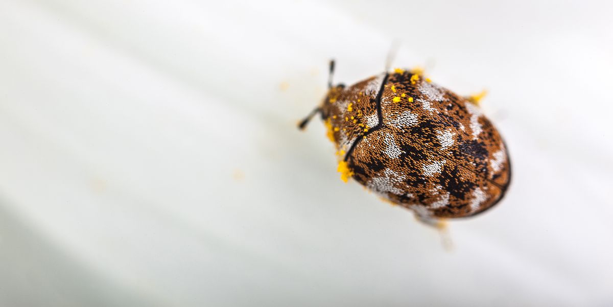 Carpet Beetle Bites