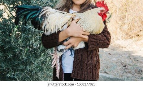 child-holding-rooster-hands-chicken-260nw-1508177825-8453428