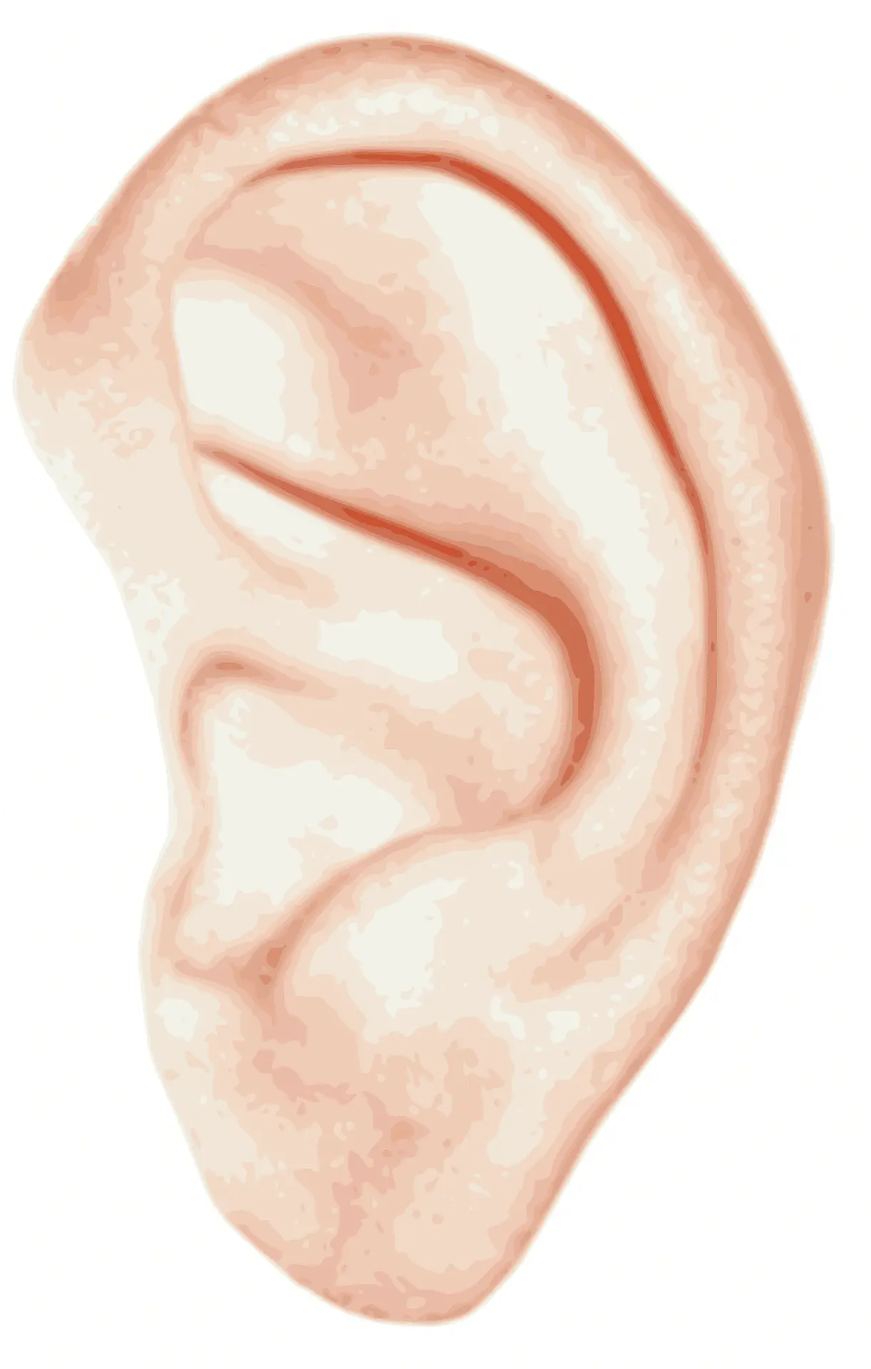 ear, anatomy, human