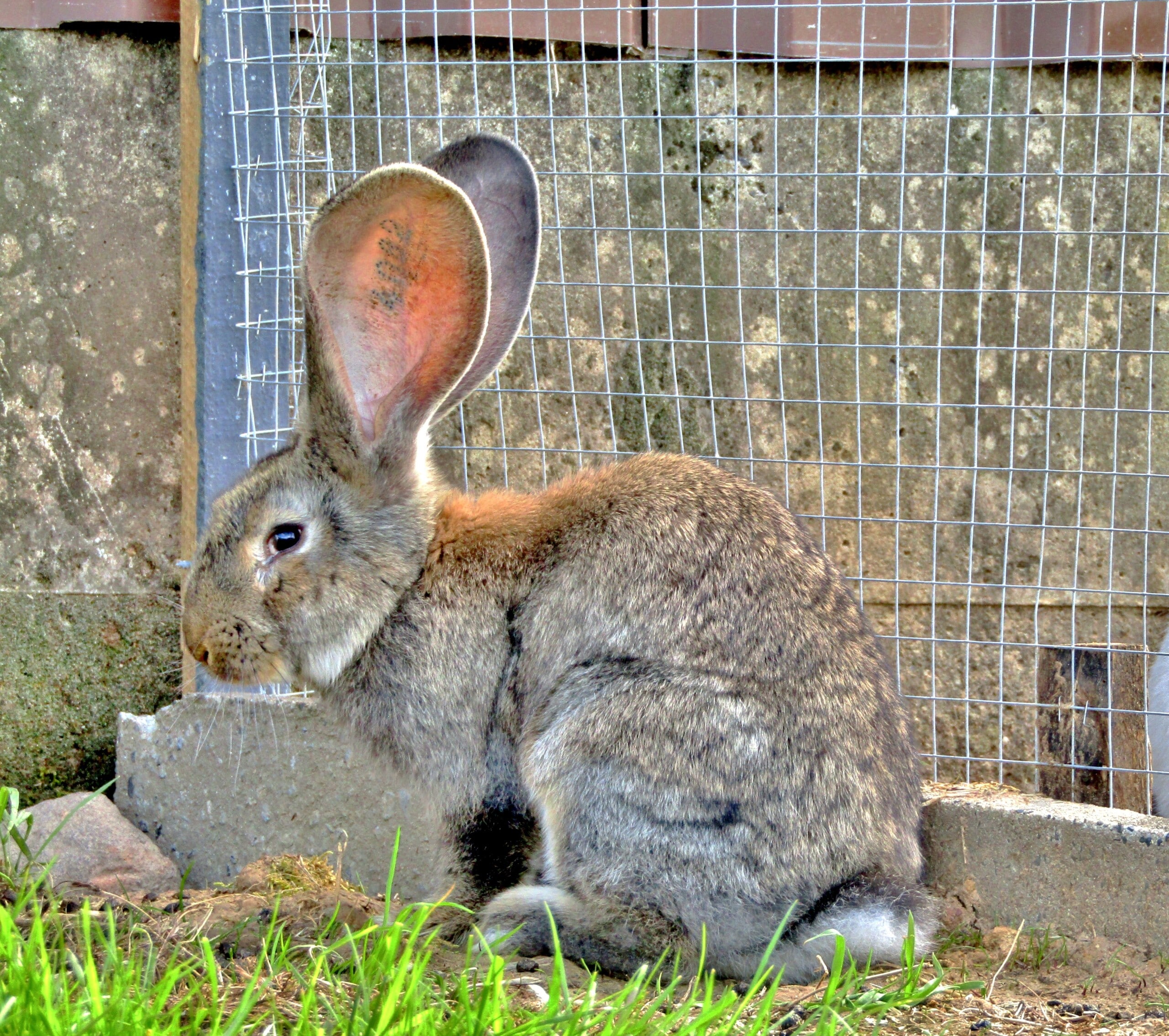 german giant, rabbit, hare