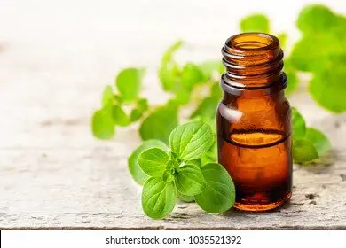 oregano-essential-oil-fresh-leaves-260nw-1035521392-9967098