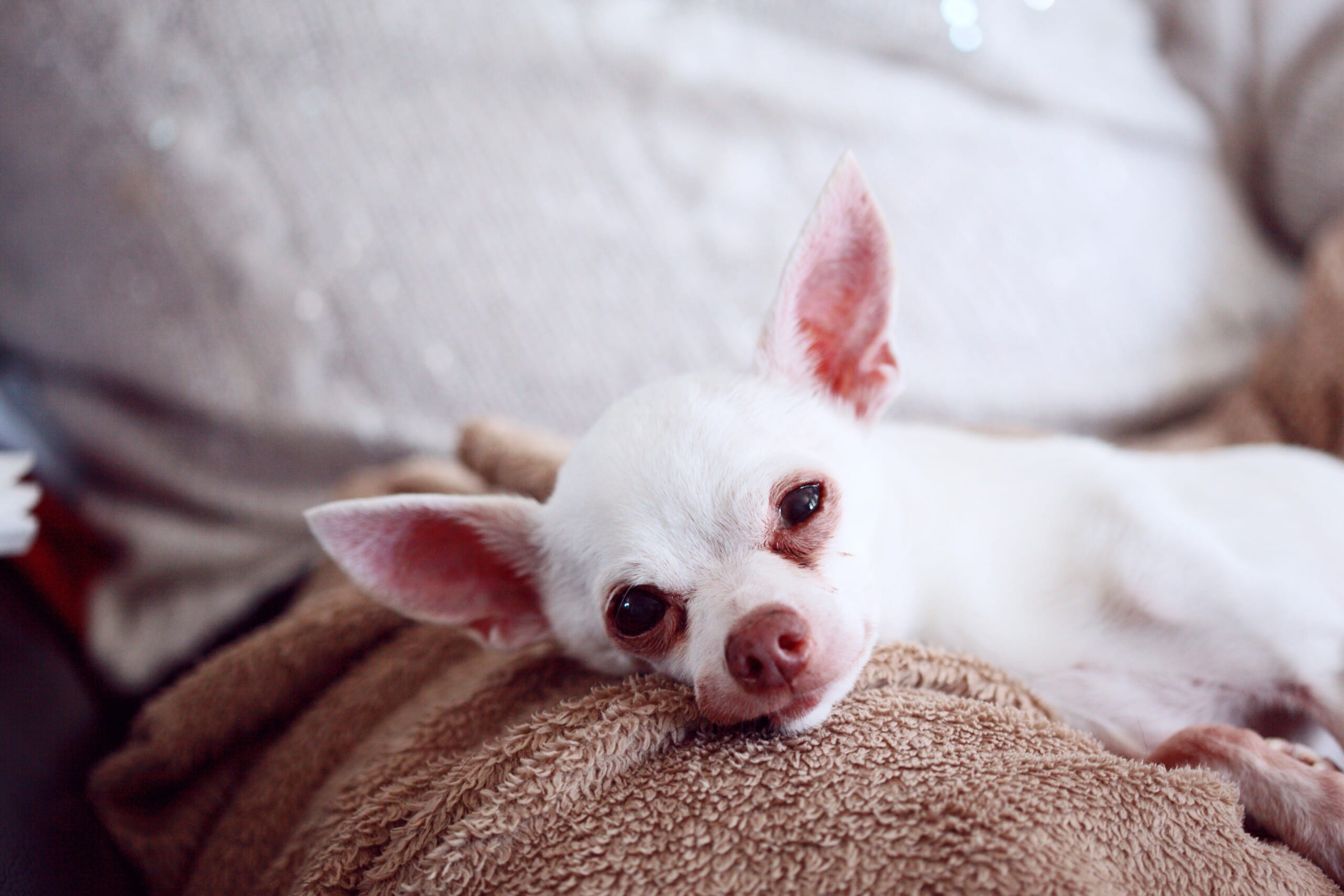 how long do chihuahuas live