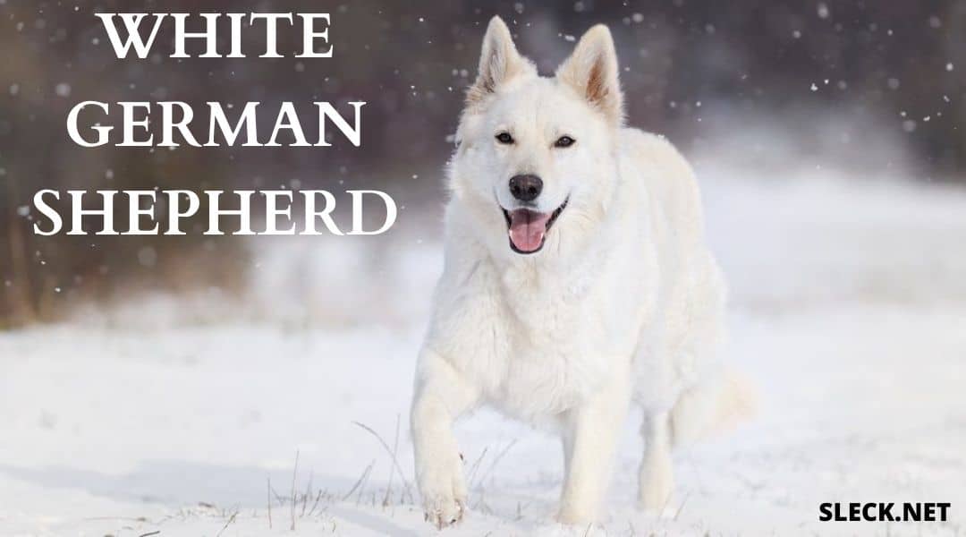 white-german-shepherd-2
