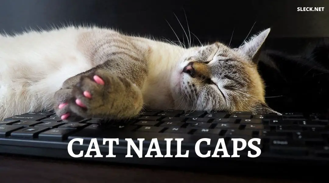 cat-nail-caps-2