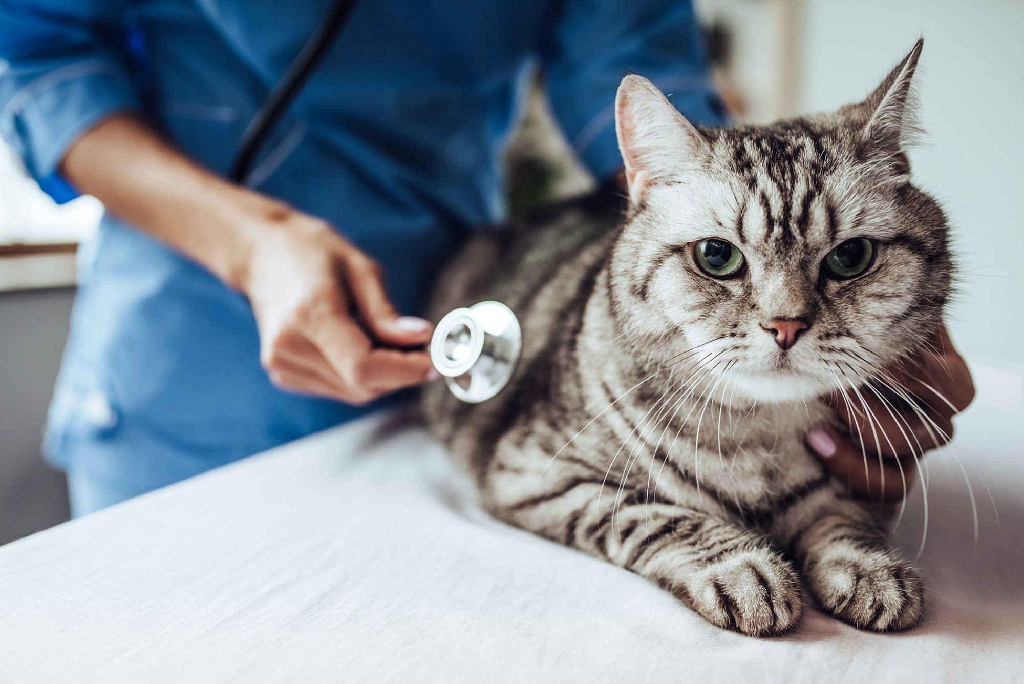 Pancreatitis in cats