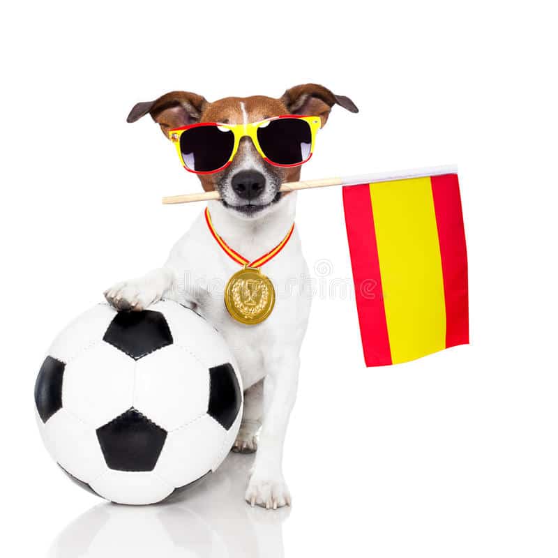 dog-as-soccer-spanish-flag-25633838