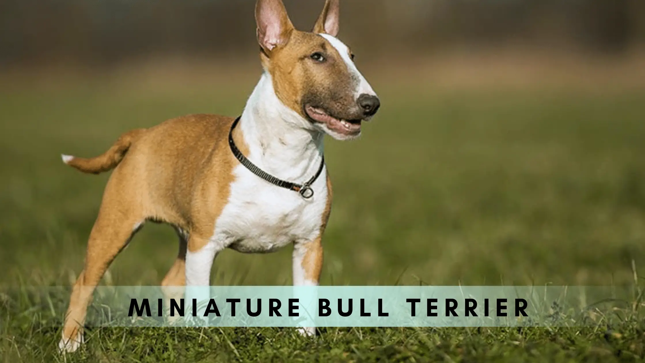 Miniature Bull Terrier – All You Need To About This Breed