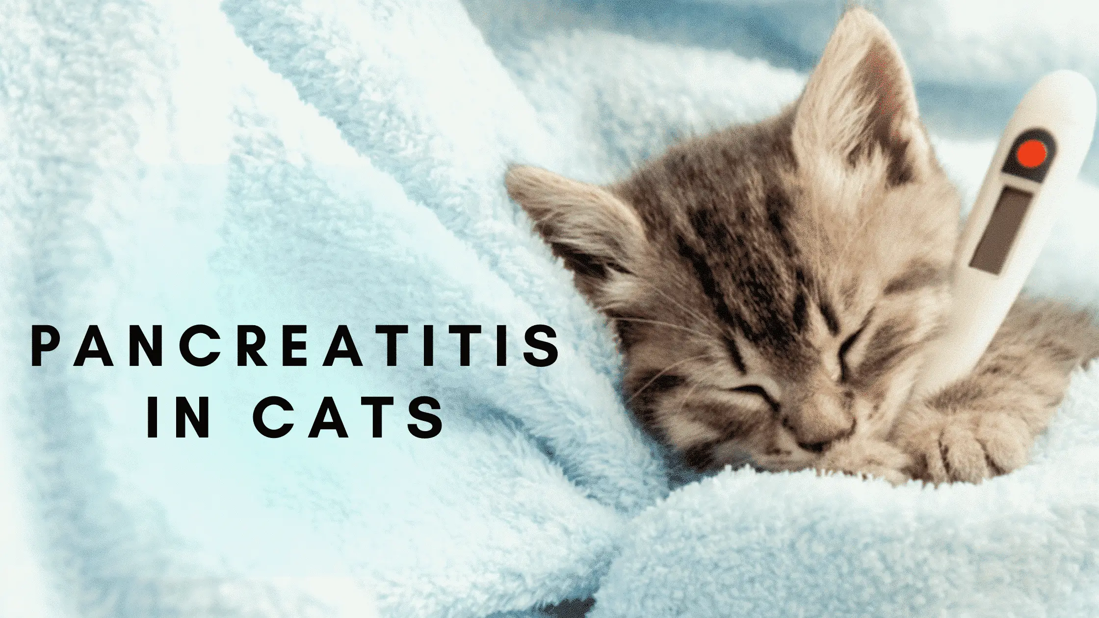 Pancreatitis in cats – Causes, Symptoms, and Treatment