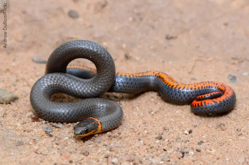 Ring Neck Snake: 4 Interesting Things To Know