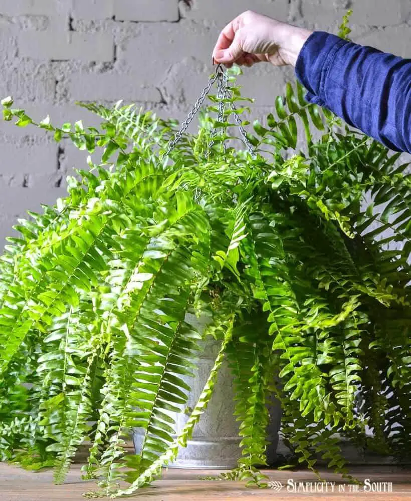 hanging planters