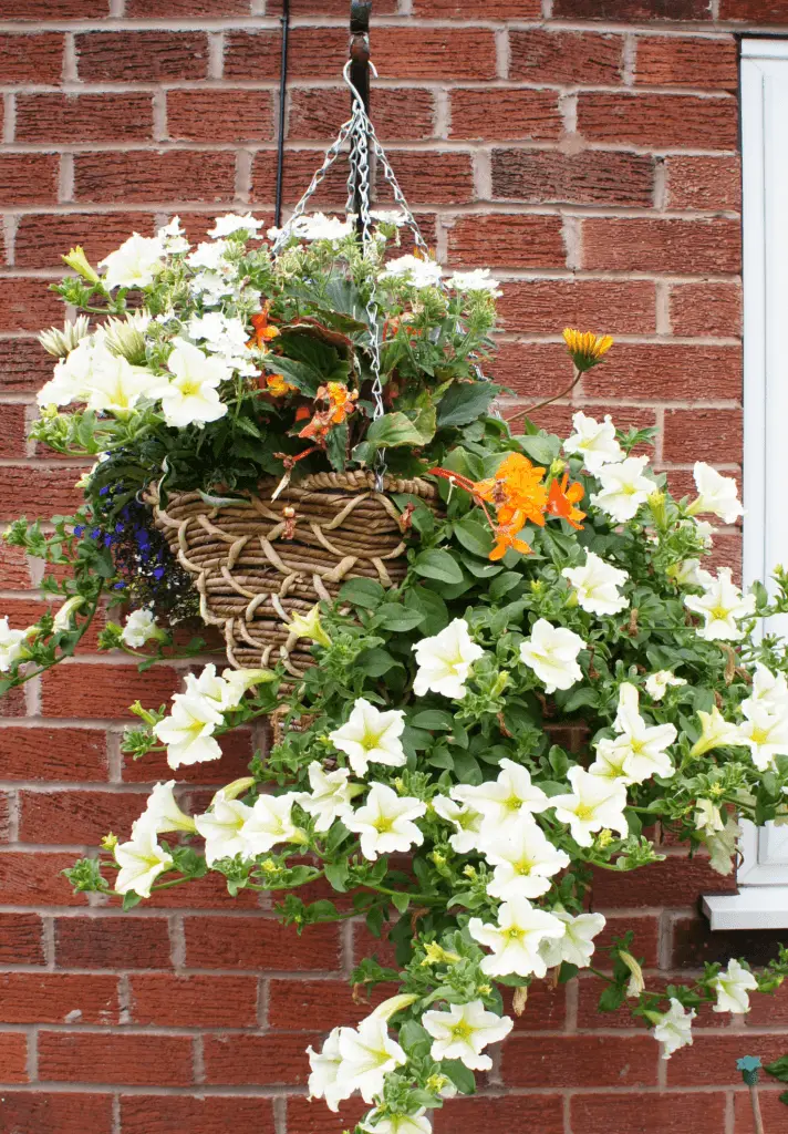 hanging planters