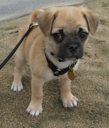 14 Important Things About Pug Chihuahua Mix Breed!