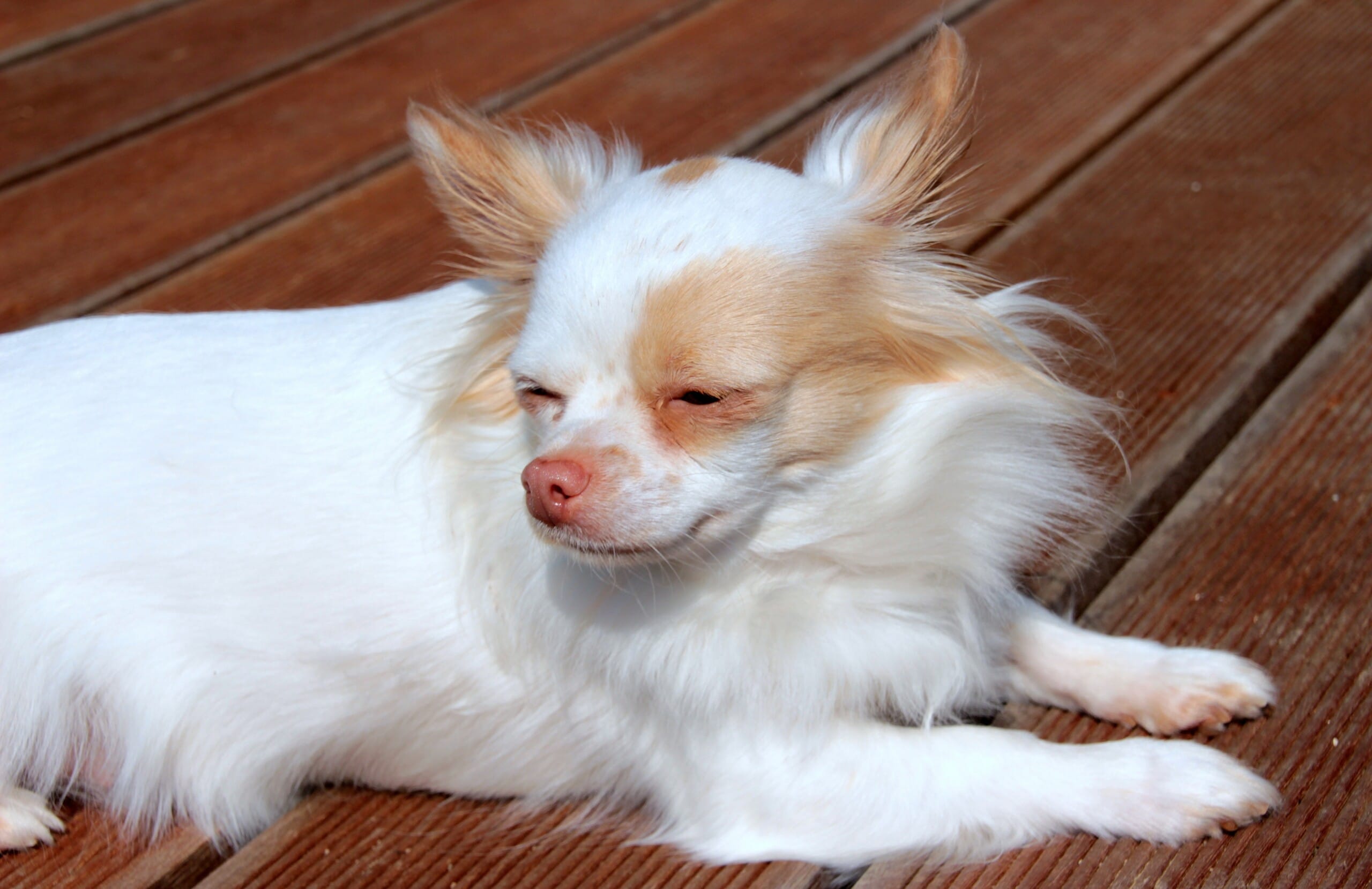 chihuahua, dog, long hair chihuahua