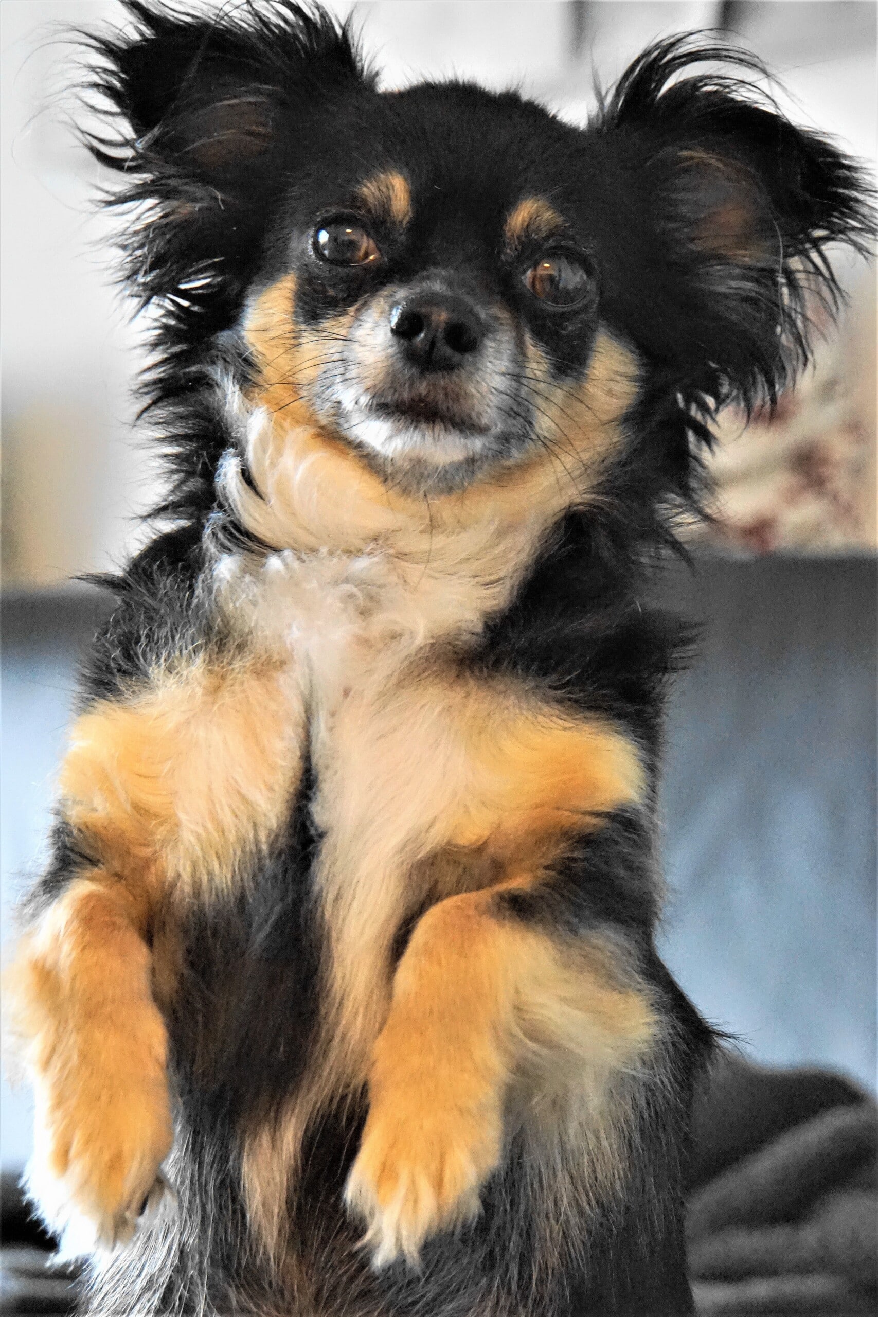 chihuahua, dog, small