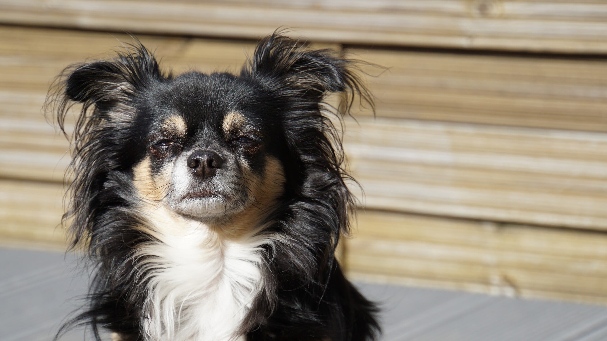 chihuahua, long hair chihuahua, dog