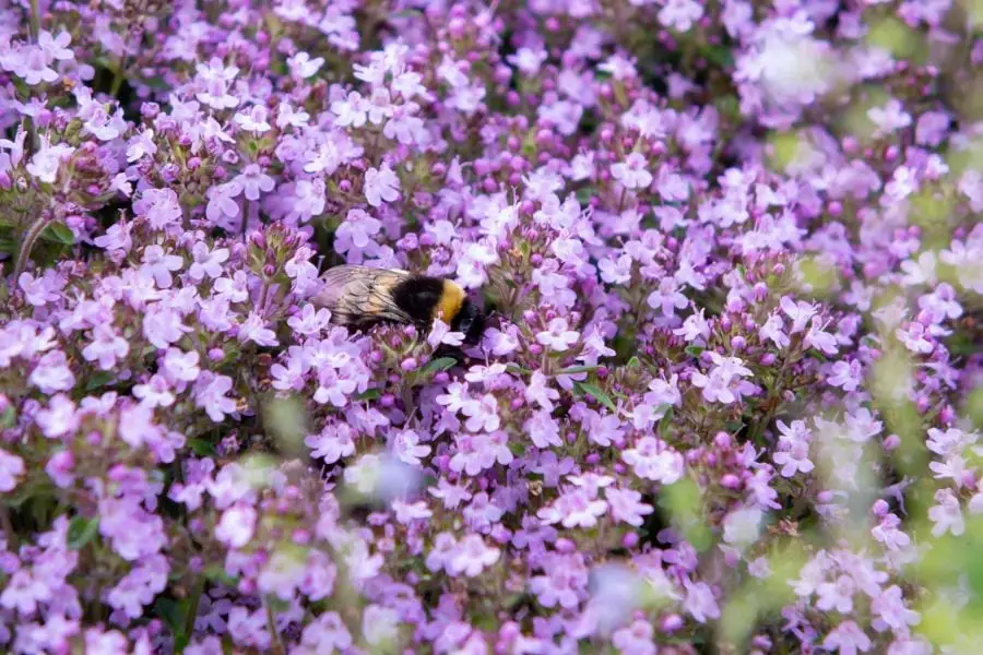 Red Creeping Thyme – The Eye-Soothing Carpet