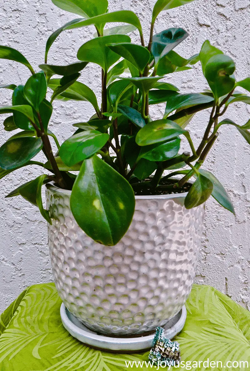 peperomia obtusifolia