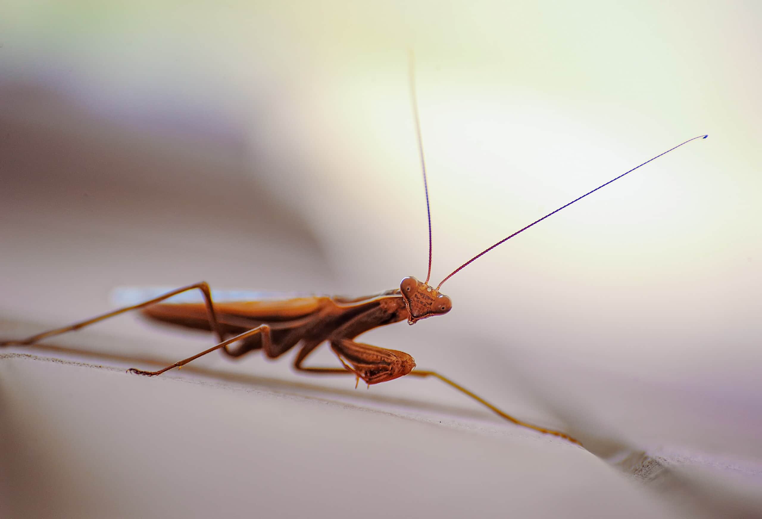 mantis-religiosa, praying mantis, insect