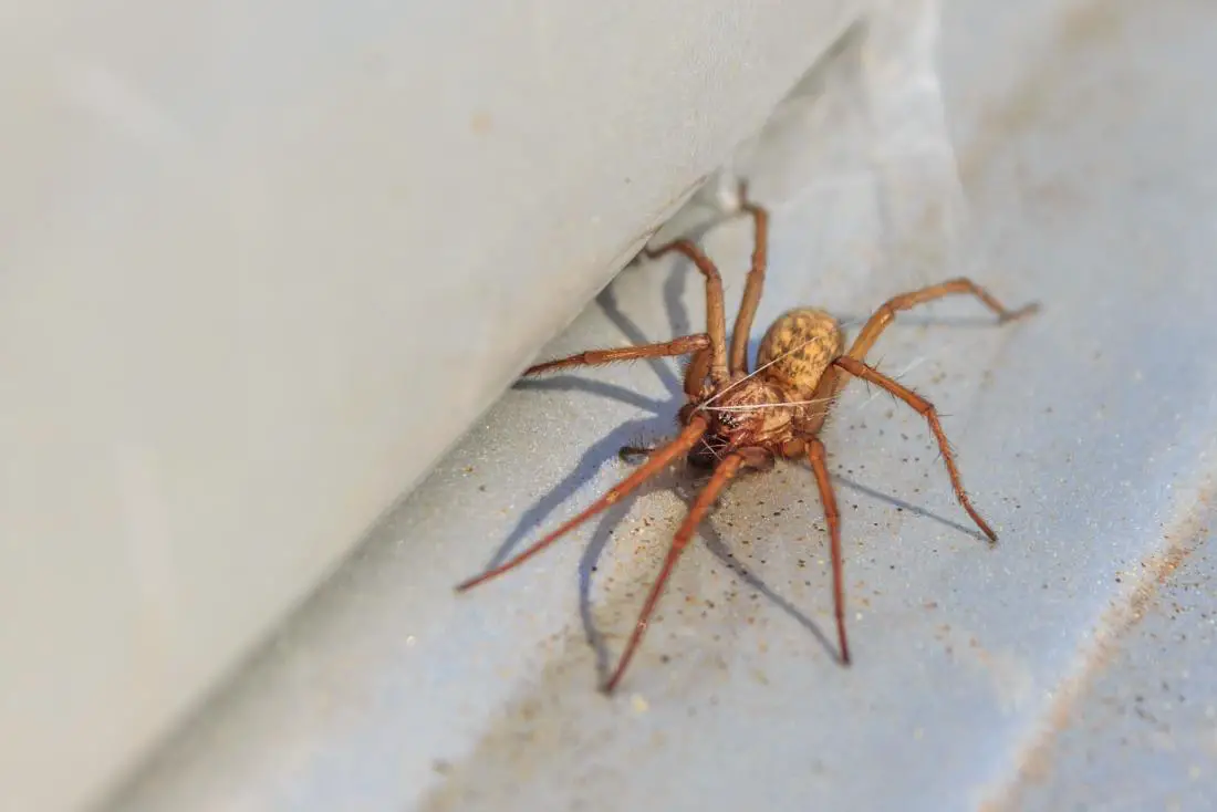 hobo spider bite