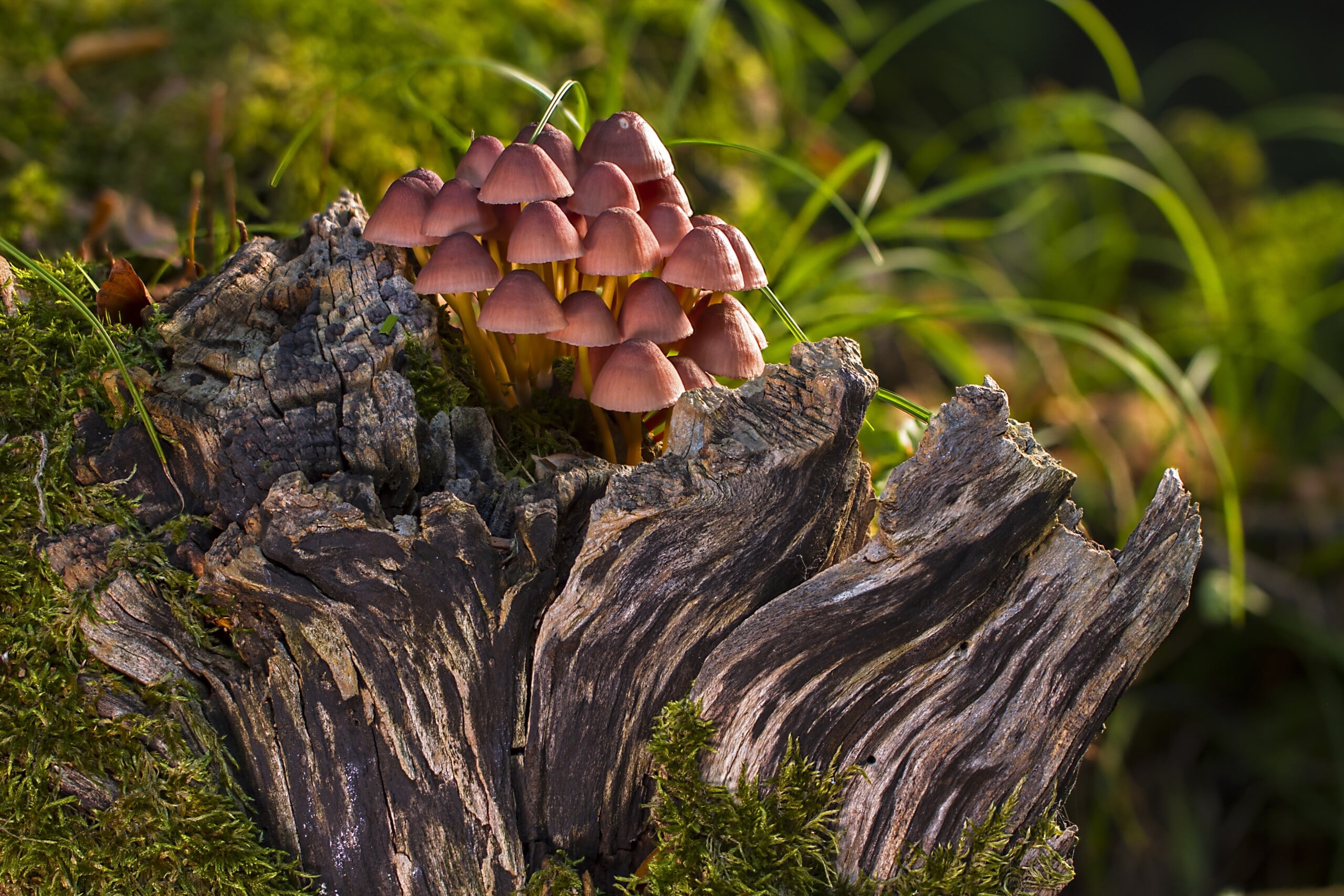 mushroom, mushrooms, sponge