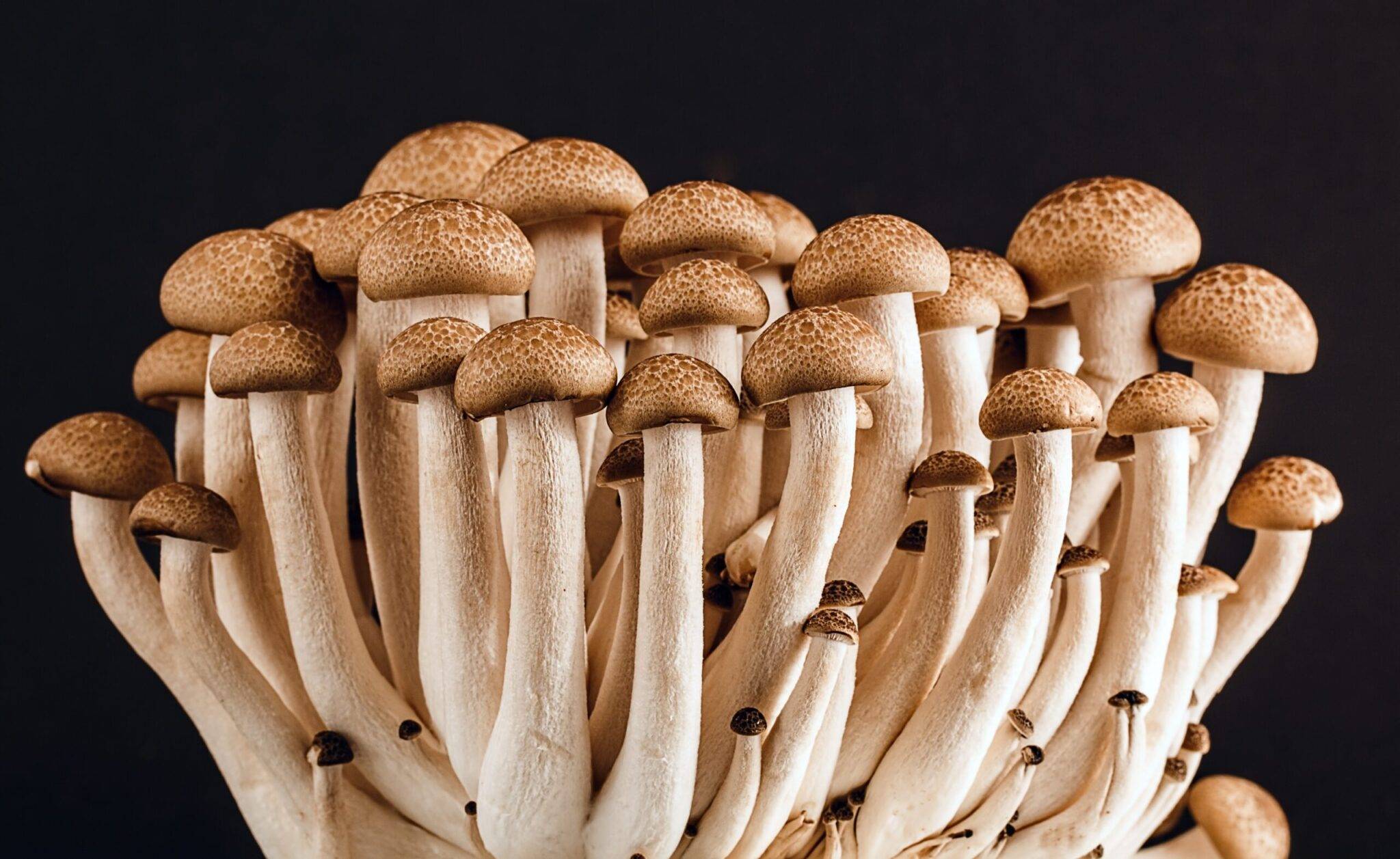mushrooms, fungi, edible