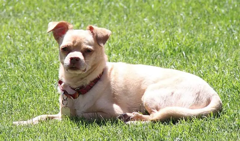 pug chihuahua mix