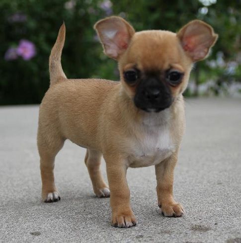 pug chihuahua mix