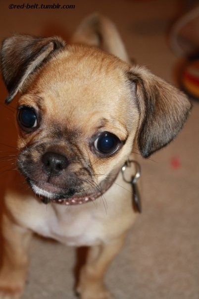 pug chihuahua mix