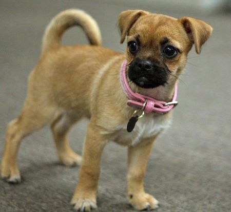 pug chihuahua mix