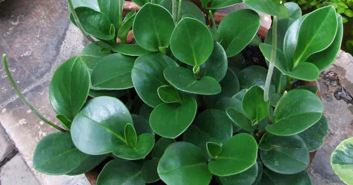 peperomia obtusifolia