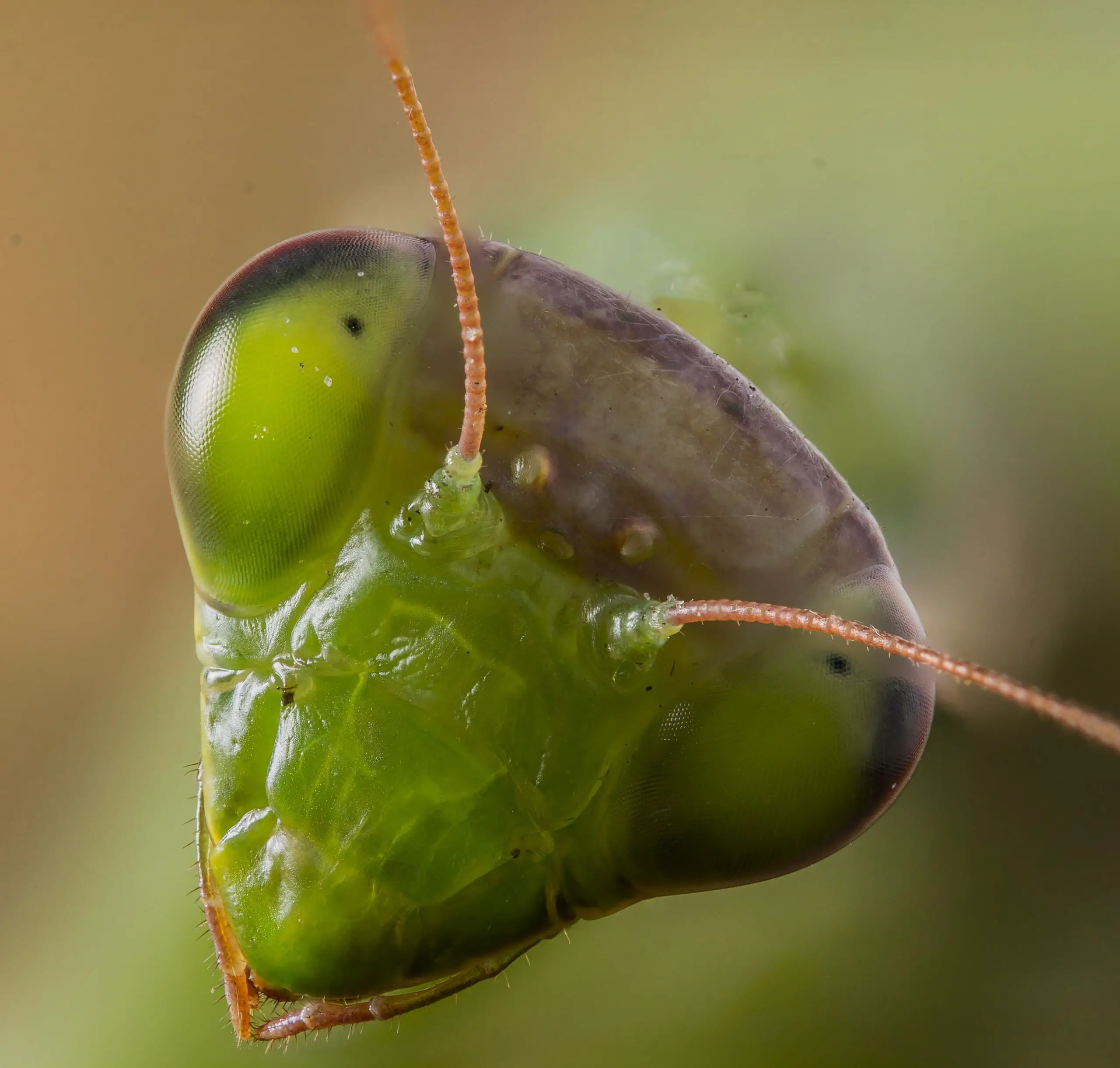 praying mantis bite, insect, animal