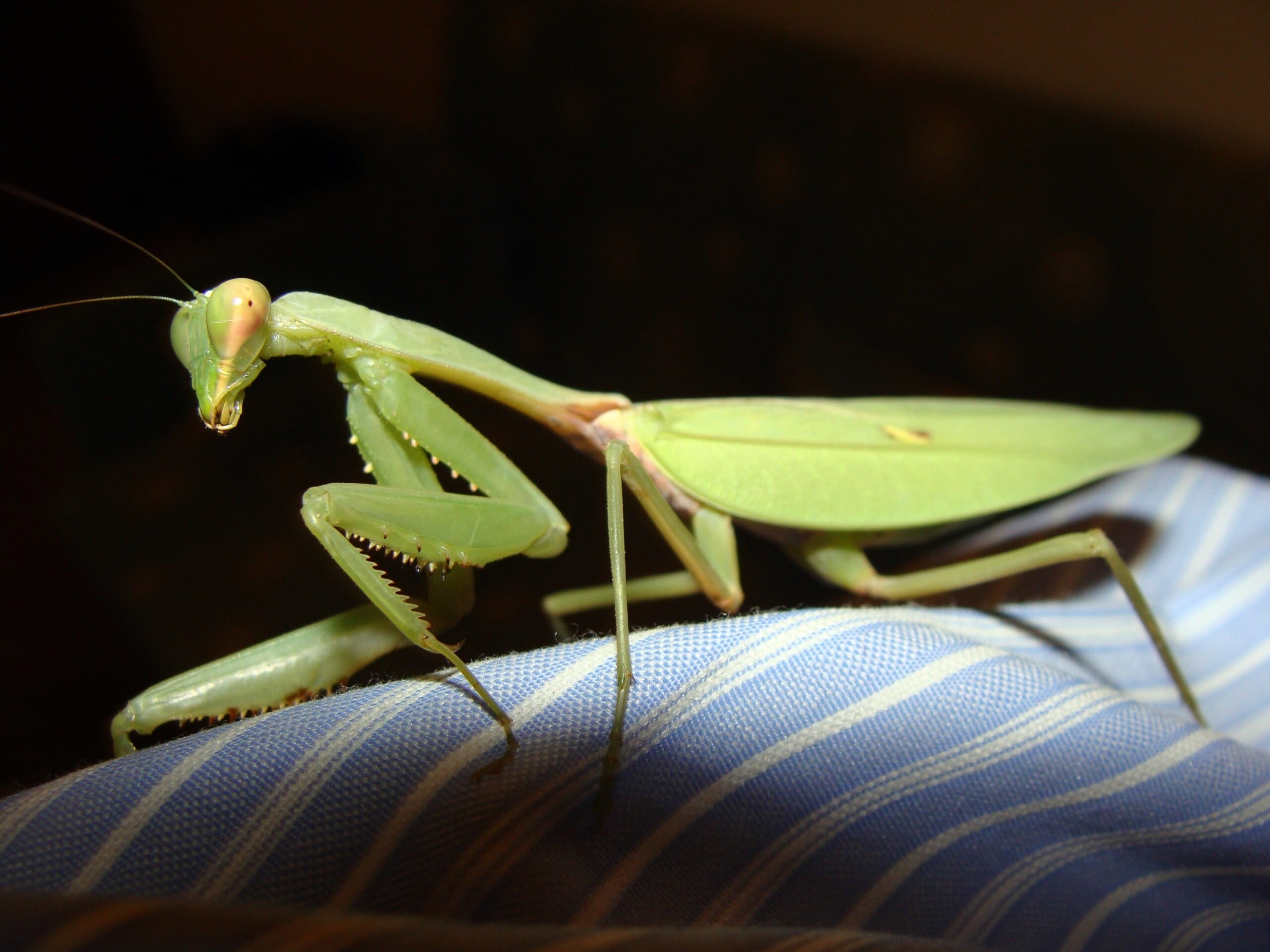 praying, mantis, mantids