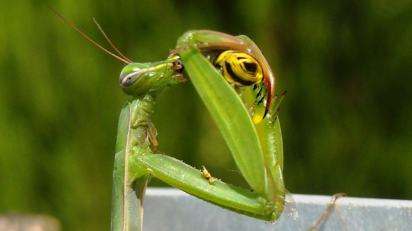 praying, praying mantis, mantis religiosa