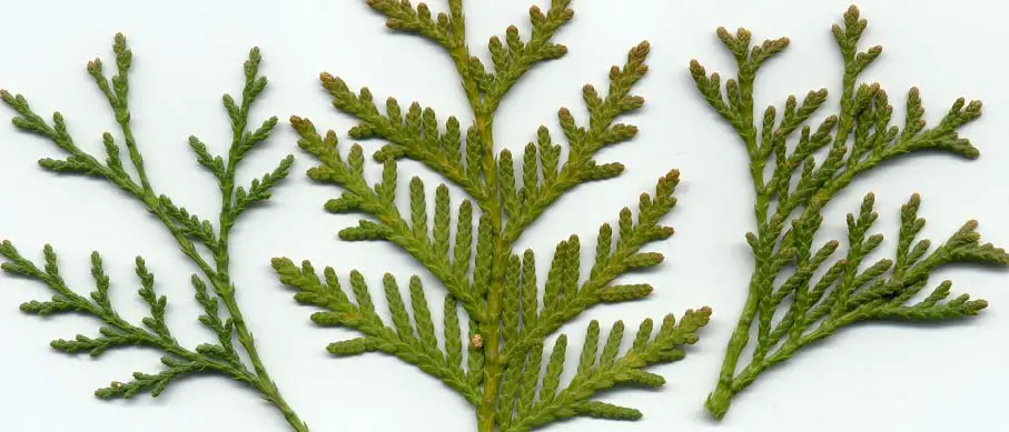 Green Giant Arborvitae – A Herbal Resource