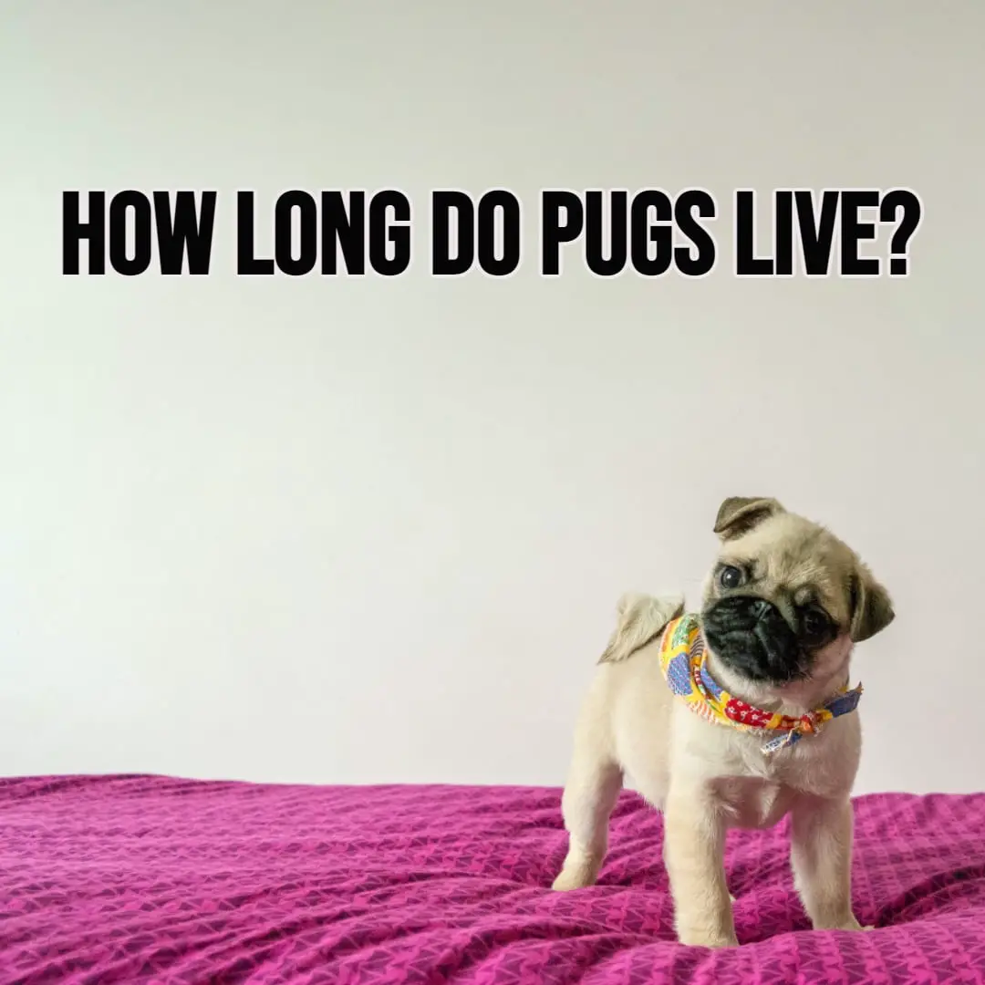 How Long Do Pugs Live? | Know How To Increase Their Lifespan