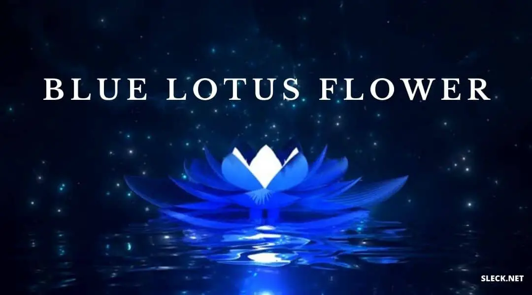 The Legendary Blue Lotus Flower: Everything You Should Know