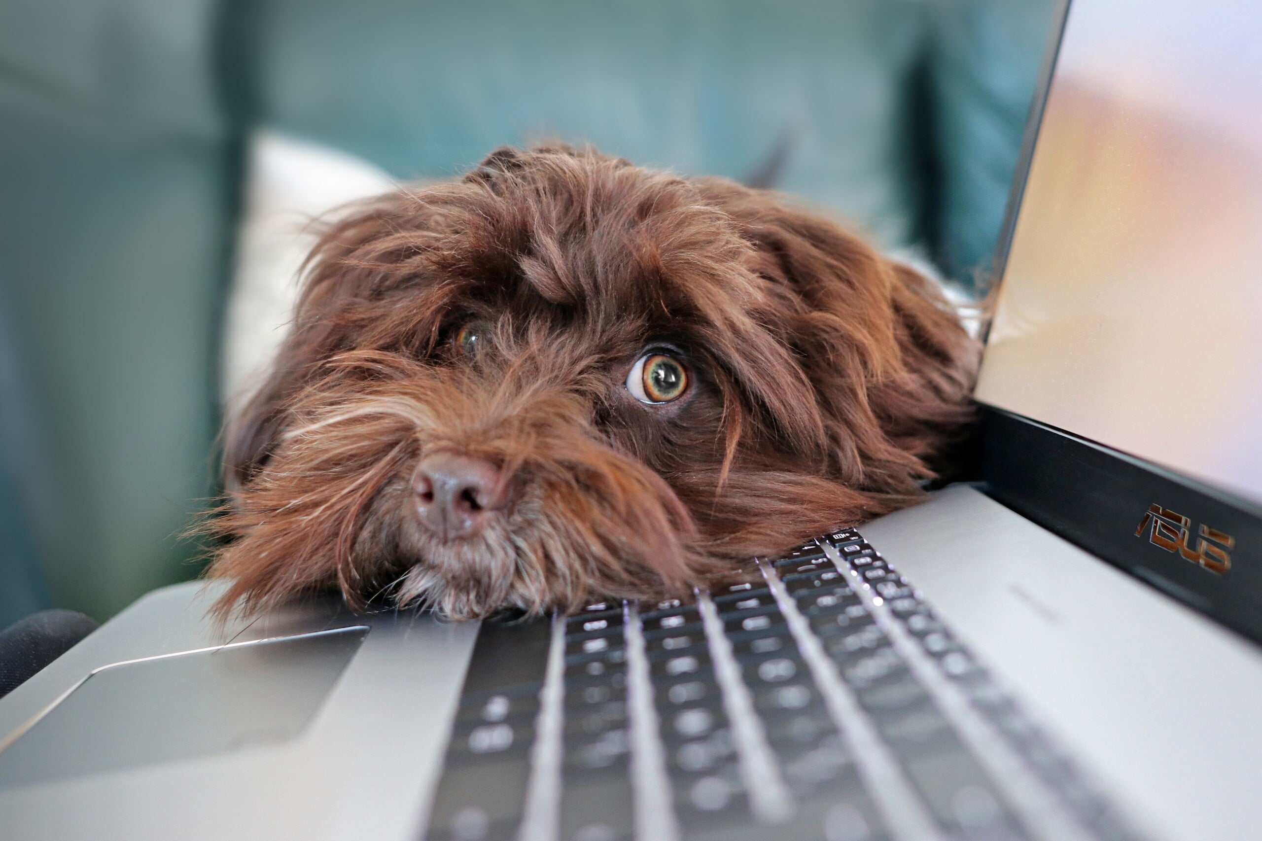 dog, containment, telework