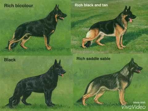 German Shepherd Lifespan