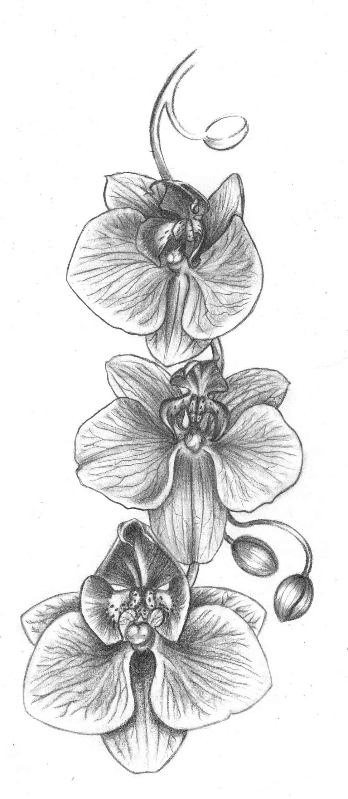 orchid, flower, drawing