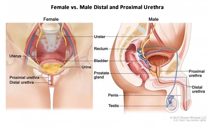 ftm bottom surgery