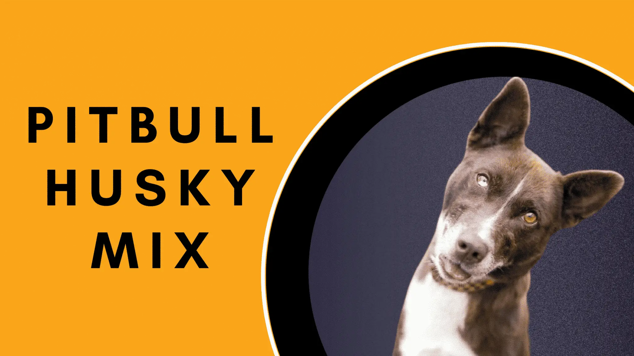 All-inclusive Facts about Pitbull Husky mix (Pitsky)