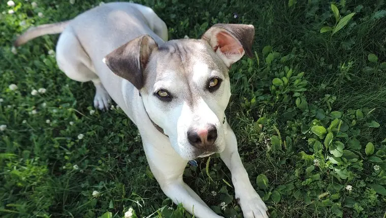 Pitbull Husky mix