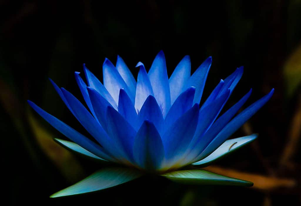 blue lotus flower