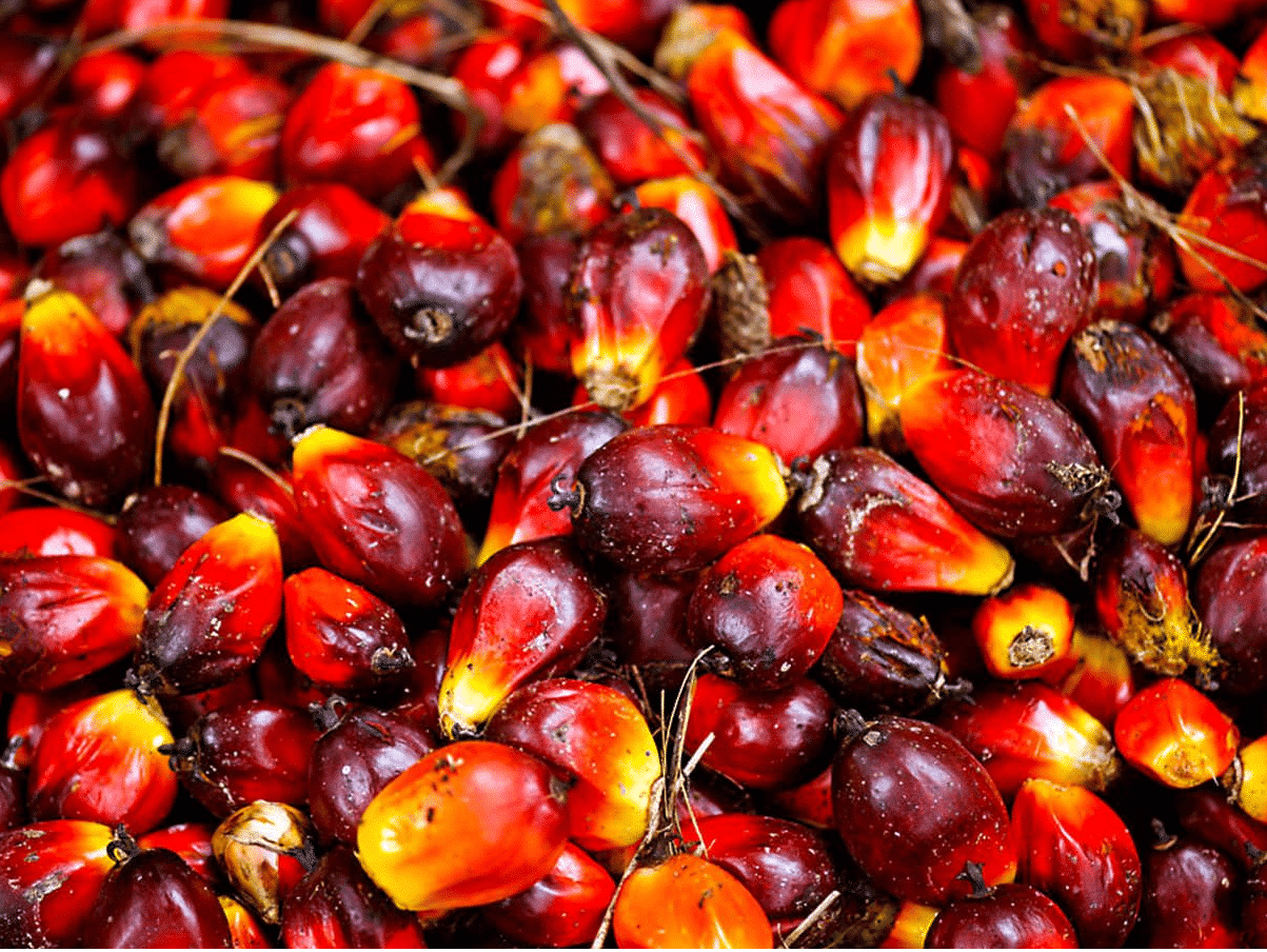 red palm oil