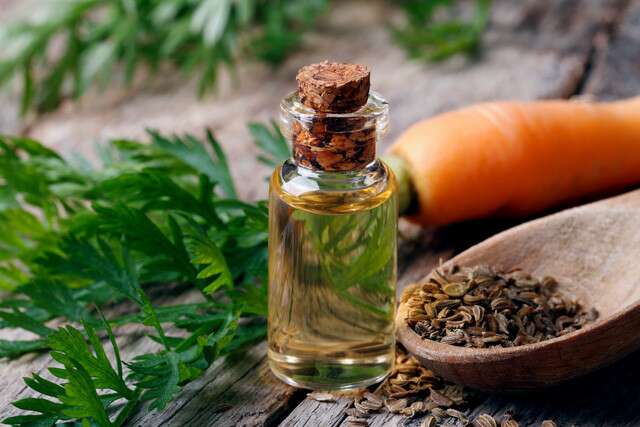 Carrot Seed Oil: All-inclusive Facts