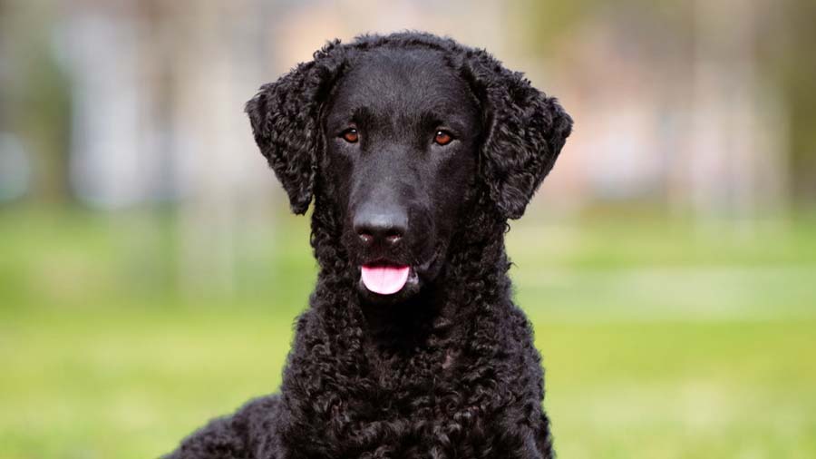 black dog breeds